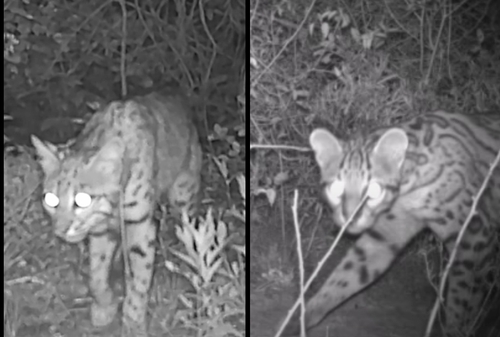 Possible Ocelot spotted